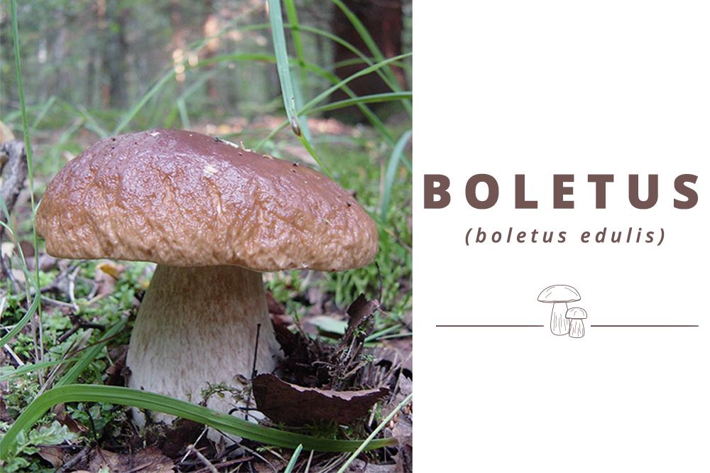 ¡Empieza la temporada de Boletus edulis!