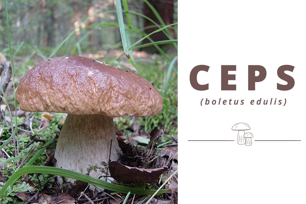 ¡Empieza la temporada de Boletus edulis!